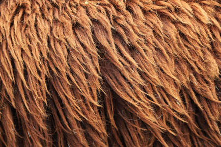 Brown Sheepskin Background