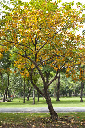 Beautiful autumn tree