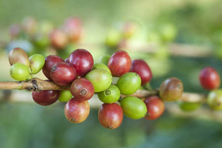 Coffee beans on plantの写真素材
