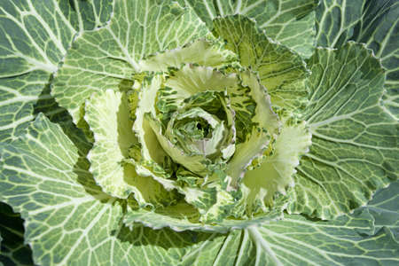 Vegetable blossomの写真素材