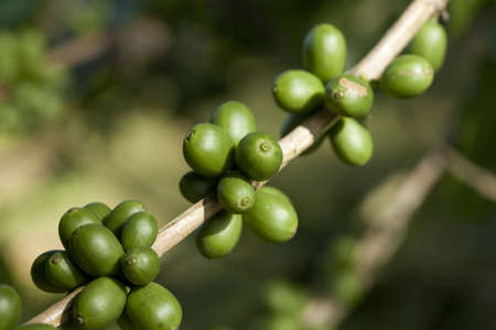 Coffee beans ripening on plantの写真素材