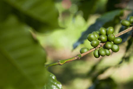 Green coffee beansの写真素材