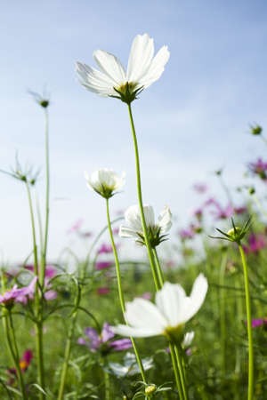 Cosmos Flowersの写真素材