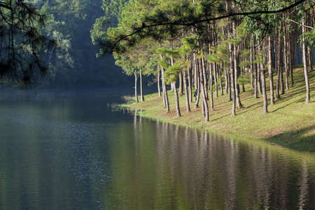 Landscape with pine trees lakeの写真素材