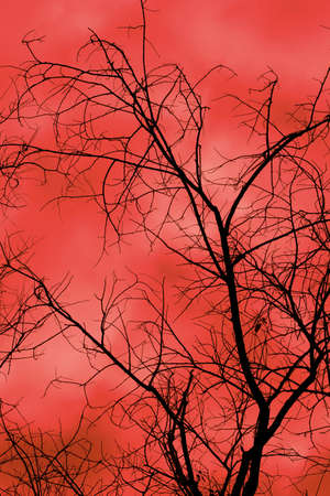 A Silhouetted Treeの写真素材