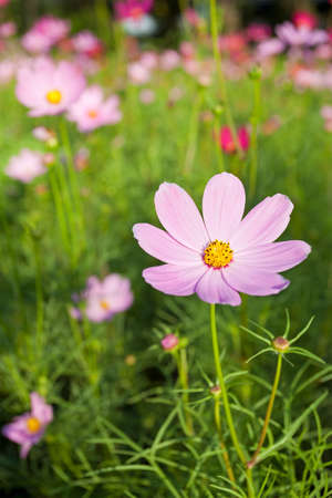 Pink Cosmos Flowersの写真素材
