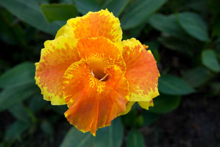 Orange Canna flower plants