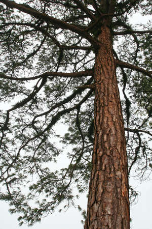 Pine tree trunksの写真素材