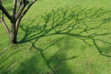 Trees and grassの写真素材