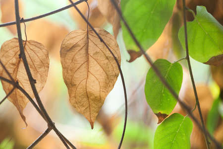 Fall dried leafs isolated on white backgroundの写真素材