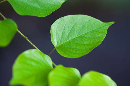 Green leaf isolated on black backgroundの写真素材