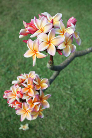 Plumeria flowersの写真素材