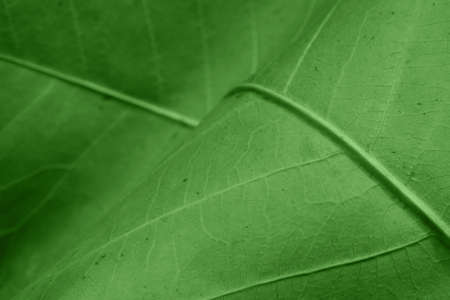 Abstract green leaf backgroundの写真素材