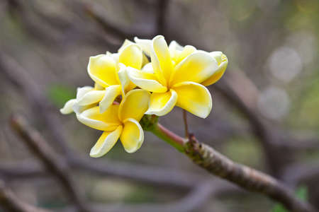 Yellow plumeria flowersの写真素材
