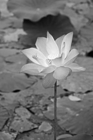 White waterlilyの写真素材