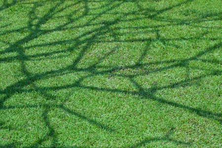 Tree shadow on short green grassの写真素材