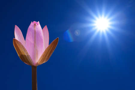 The sun and pink lotus