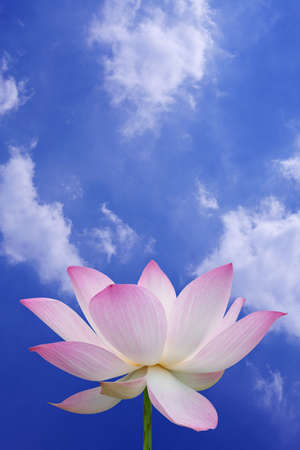 Pink lotus with blue skyの写真素材