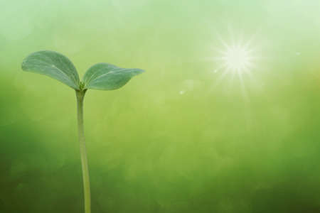 Tree seedling on spring backgroundの写真素材