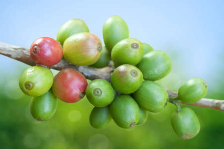 Coffee beans growingの写真素材