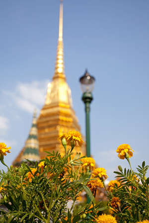 Flower with Golden Pagodaの写真素材
