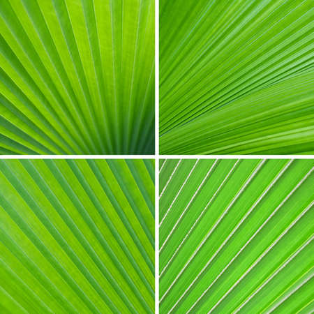 Set of green leaf backgroundの写真素材
