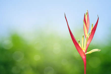 Tropical Heliconiaの写真素材