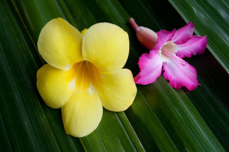 Flowers on green leavesの写真素材