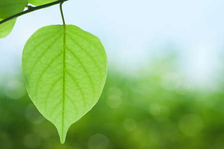 Green leaves
