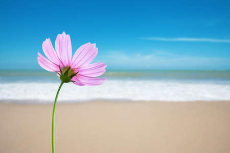 Cosmos flower on the beachの写真素材