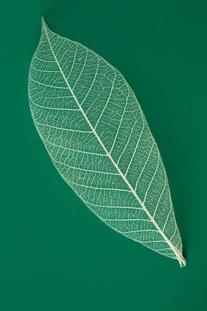 Dry transparent leaf isolated on greenの写真素材
