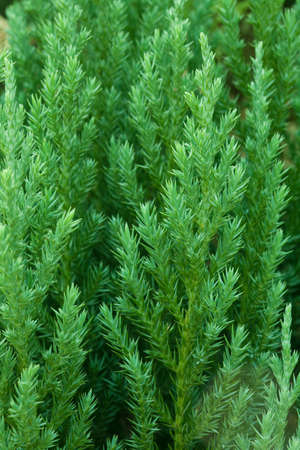 Closeup of green tree