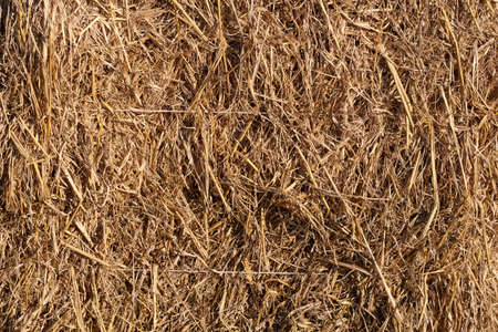 Wheat residues backgroundの写真素材