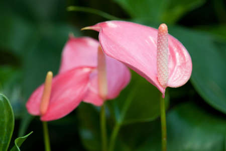 Anthurium 'sonate' (flamingo lily)