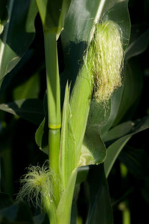 Corn field