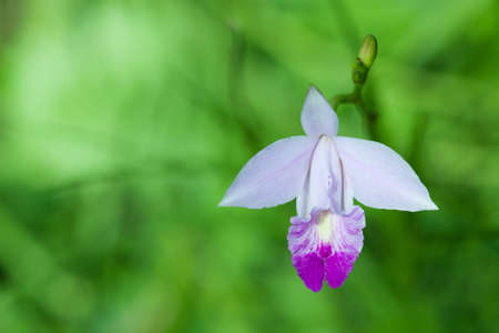 Arundina Gramitofoliaの写真素材