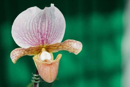 Closeup of orchidsの写真素材