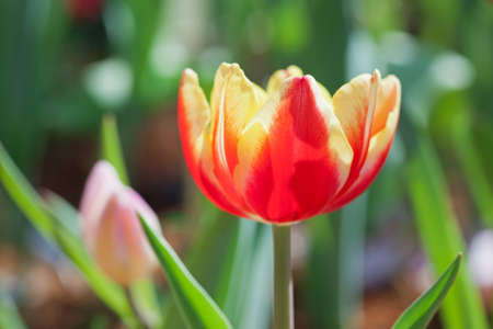 Yellow-red tulips