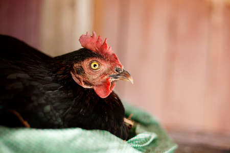 Chicken Eyeの写真素材