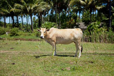 Cow on meadowの写真素材