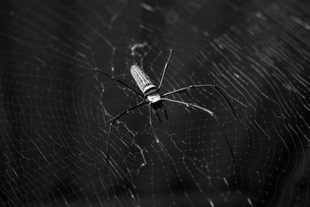 Tropical spider in web