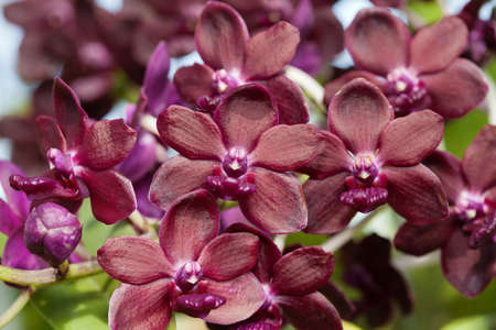 Closeup of Red orchidsの写真素材