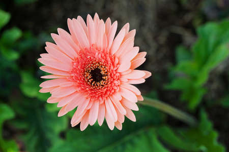 Gerber flowerの写真素材