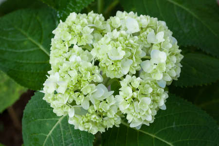 Beautiful hortensia flower