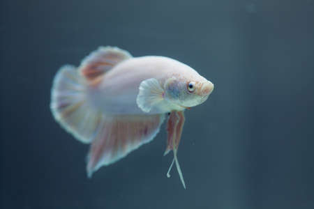 Siamese fighting fish, Betta fishの写真素材