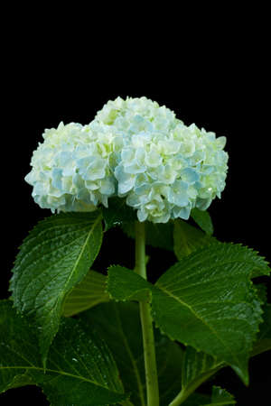 Beautiful hortensia flower