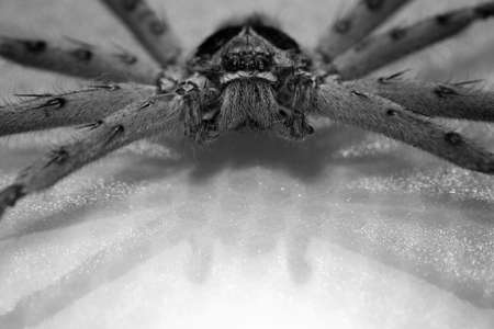 Cane Spiderの写真素材