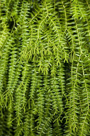 Closeup image of leaf of tropical fernの写真素材