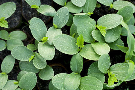 Young plant
