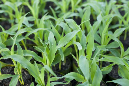 Young plantの写真素材